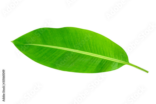 Green leaves pattern,leaf banana isolated on white background,include clipping path