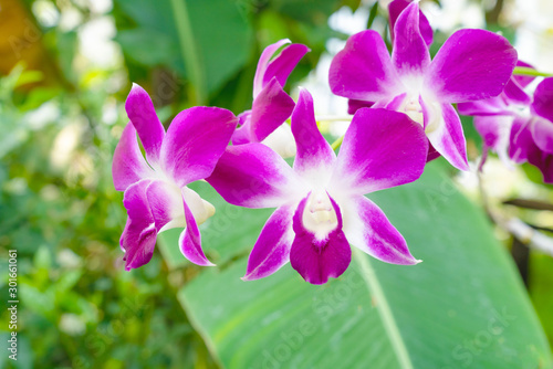 Pink orchid flowers in the garden