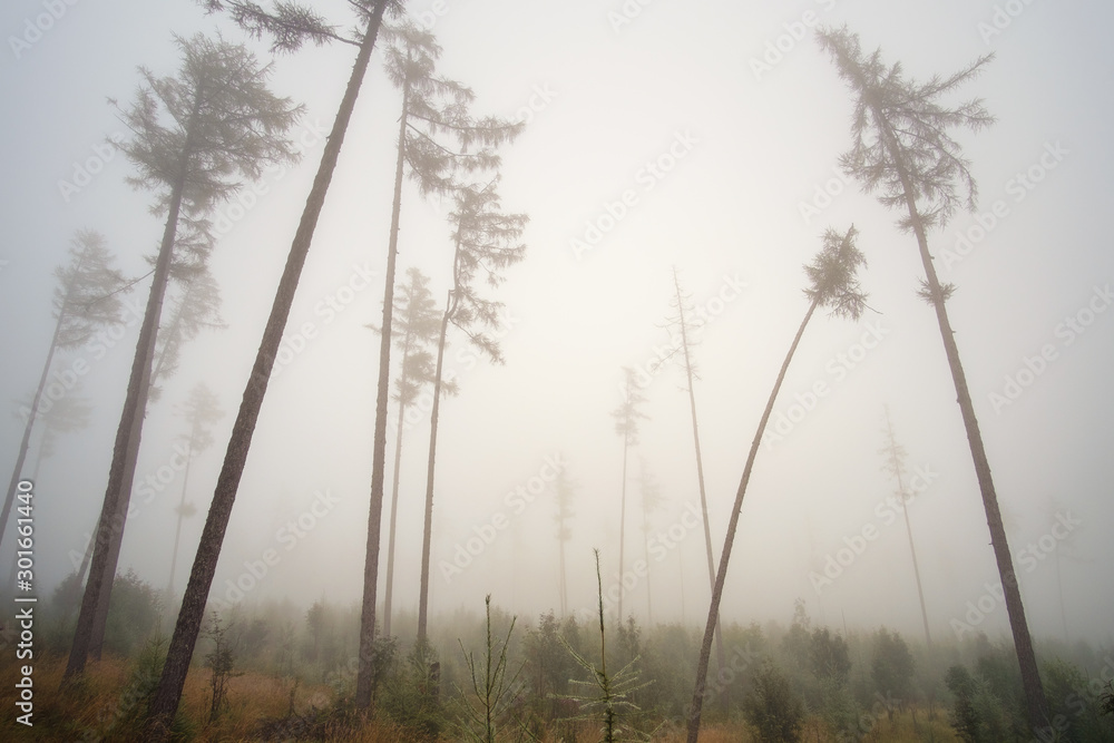 Misty landscape with fir forest in High Tatras