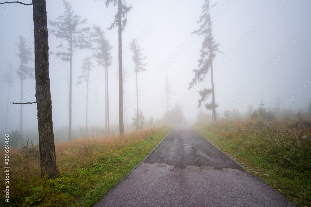 Misty landscape with fir forest in High Tatras Misty landscape with fir forest in High Tatras