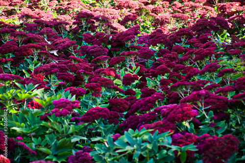 flores morado y verde