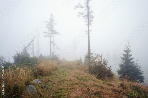Fototapeta Naklejka Na Ścianę i Meble -  Misty landscape with fir forest in High Tatras