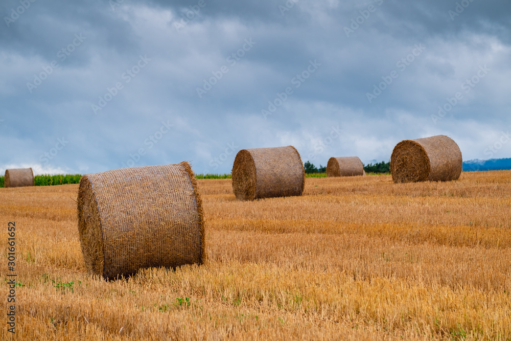 Hay bales on the field after harvest