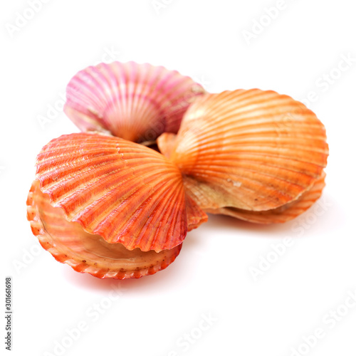 Raw scallop on white background 