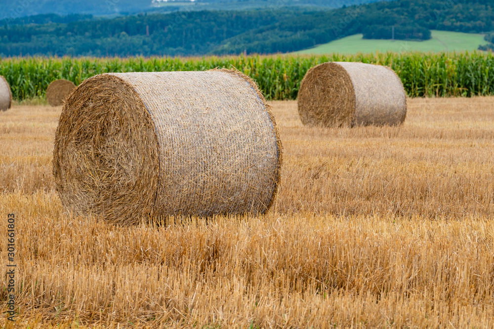 Hay bales on the field after harvest