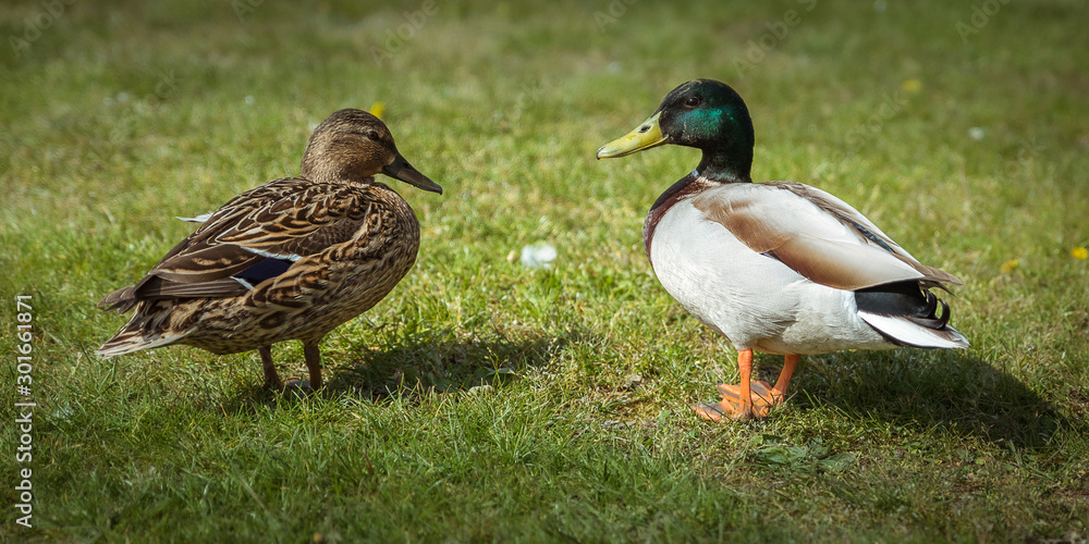 Ein Stockentenpärchen auf einer grünen Wiese Ein Stockentenpärchen auf einer grünen Wiese