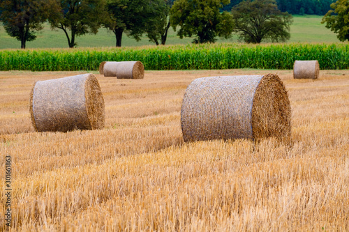 Hay bales on the field after harvest