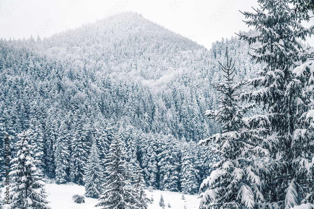 Winter mountains with white snowy spruces. Wonderful wintry landscape. Amazing view on snowcovered forested mountain slope. Tourism concept. Happy New Year Winter mountains with white snowy spruces. Wonderful wintry landscape. Amazing view on snowcovered forested mountain slope. Tourism concept. Happy New Year