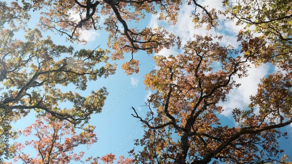 Slow rotating shot looking up through trees; leaves blowing in breeze. Slow rotating shot looking up through trees; leaves blowing in breeze.