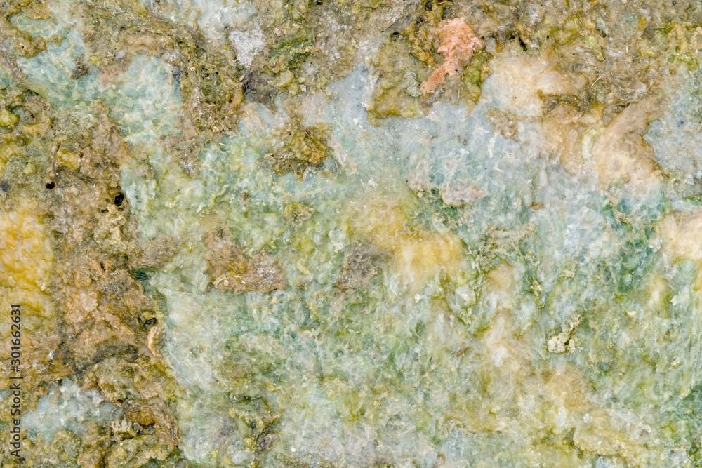 Abstract closeup moss textured background Abstract closeup moss textured background