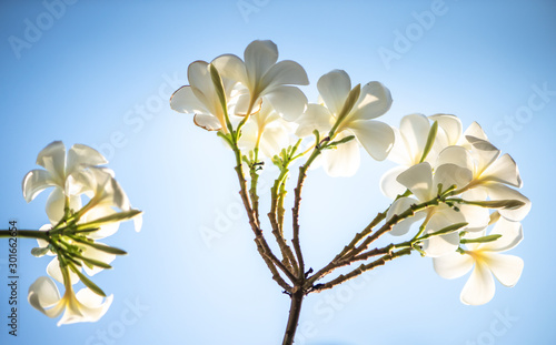 White Frangipani flowers and clear days