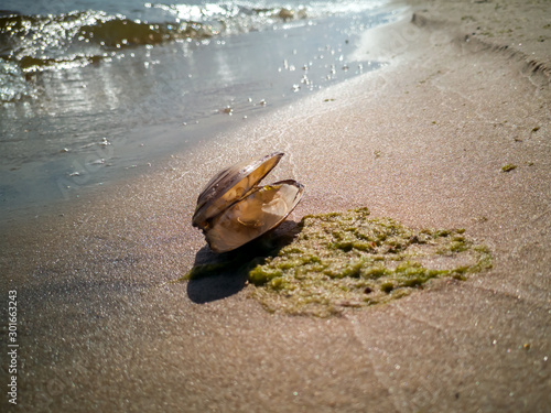 Sandy Beach With Shell