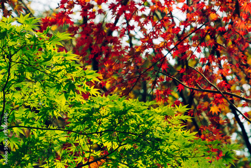 Maple leaves natural background