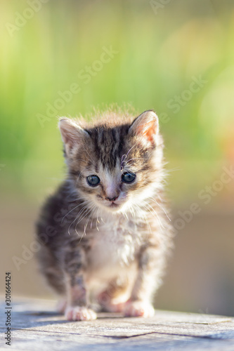 kitten on green background © kenzo
