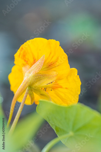 close up of the back of a  beautiful yellow nasturtium flower blooming in the garden  photo