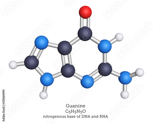 Guanine is one of the five nucleobases of DNA and RNA. Guanine pairs with cytosine in the DNA double helix.