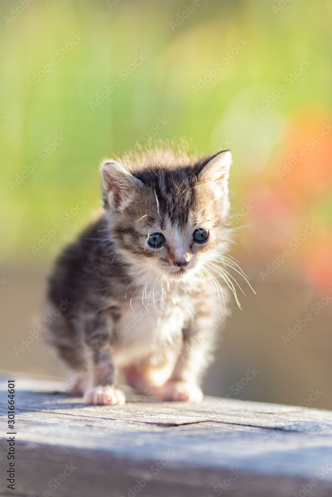 kitten in the garden kitten in the garden