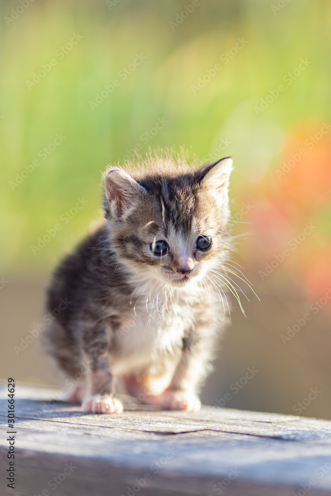 kitten on green background