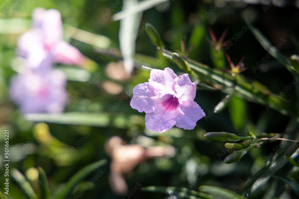 The background image of the colorful flowers The background image of the colorful flowers