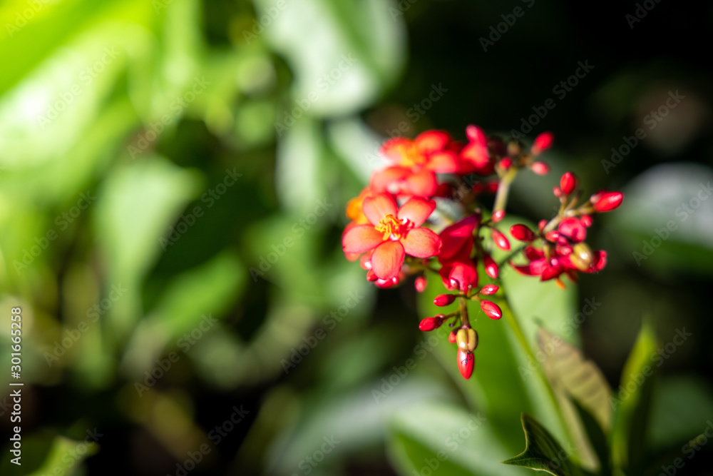 The background image of the colorful flowers