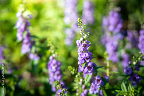 The background image of the colorful flowers