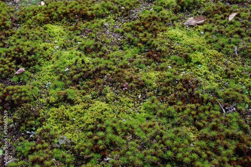 湯島天満宮の庭に生えている苔