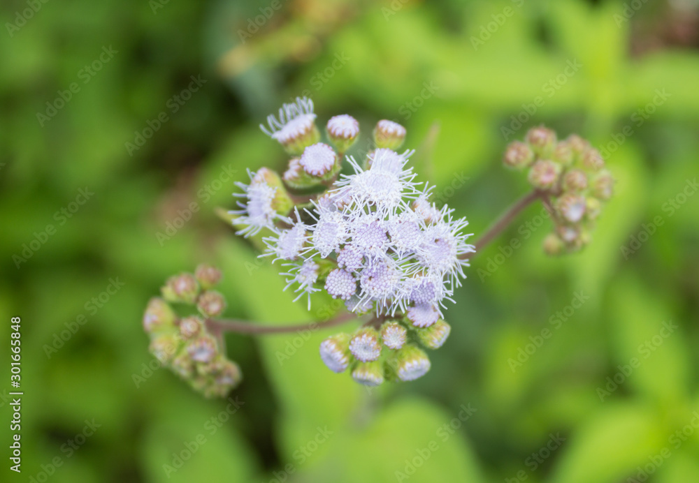hundred beautiful, tiny and fragile white flowers hundred beautiful, tiny and fragile white flowers