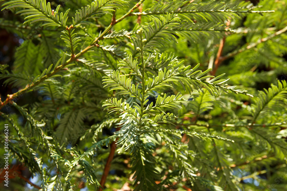 Tree branches Sequoia sempervirens close up. Sequoia is a monotypic genus of woody plants in the Cupressaceae family Tree branches Sequoia sempervirens close up. Sequoia is a monotypic genus of woody plants in the Cupressaceae family