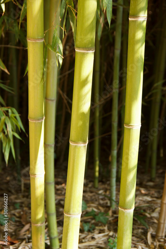tall bamboo stems  green trunks in a bamboo grove