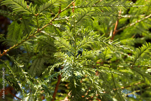 Tree branches Sequoia sempervirens close up. Sequoia is a monotypic genus of woody plants in the Cupressaceae family