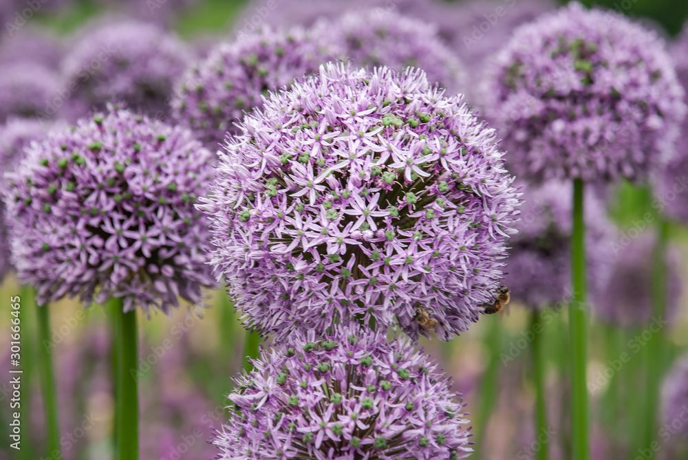 Spherical purple allium flowers. In the Green leaf background, Allium Gladiator is a spectacular giant Onion. - obrazy, fototapety, plakaty 