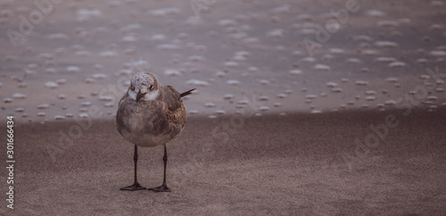 Seagull on the beach