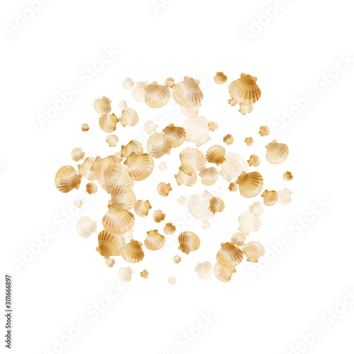Exotic scallop, bivalve pearl shell, marine mollusk isolated on white wild life nature background.