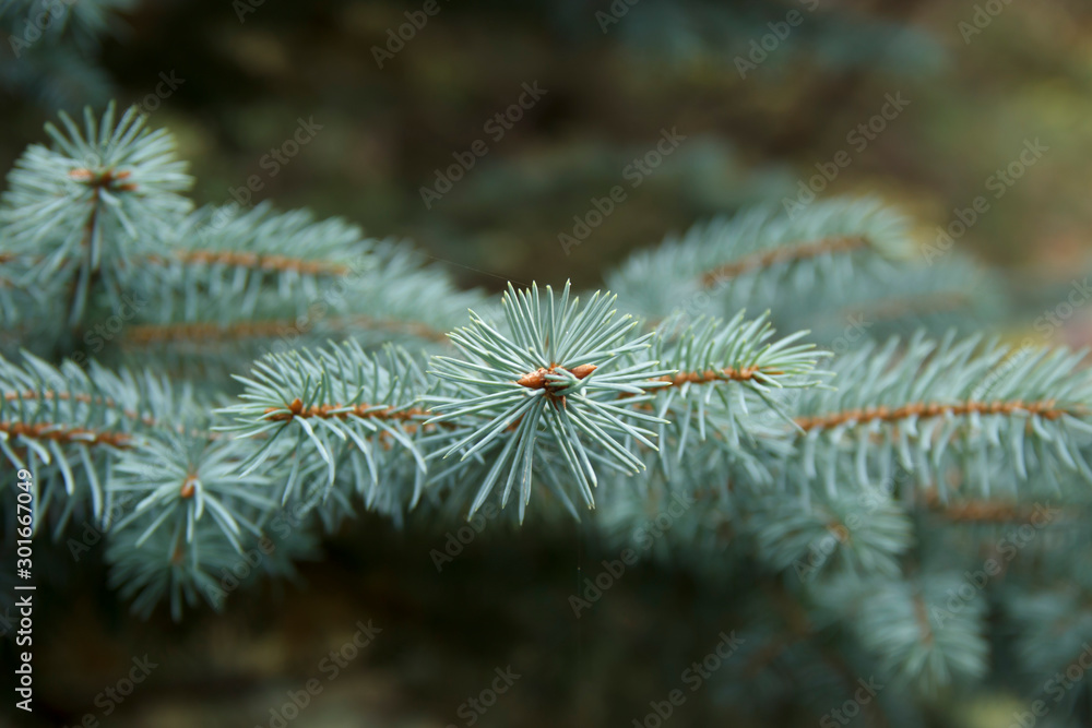 fir-tree branches close-up. Green backround