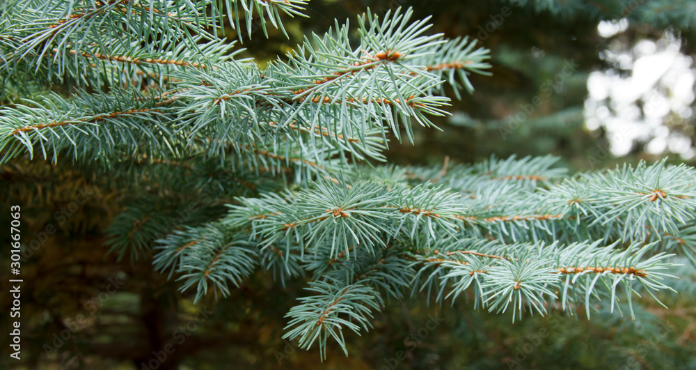 fir-tree branches close-up. Green backround