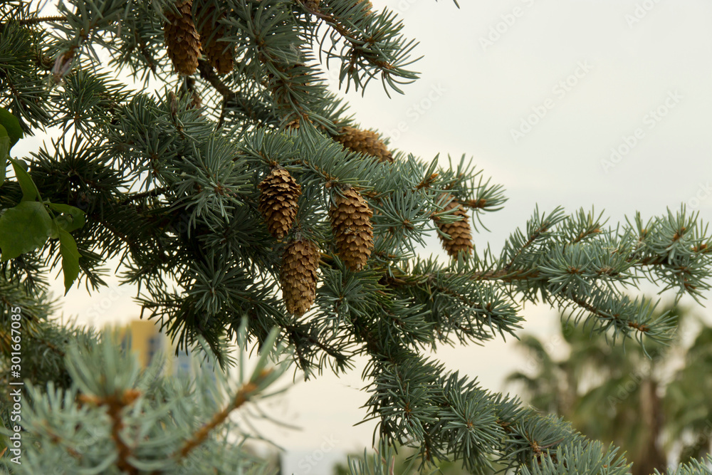 Fir branches with cones on a natural background Fir branches with cones on a natural background