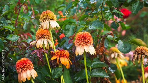 Orange blooming gelenium in the open air, bright autumn day photo