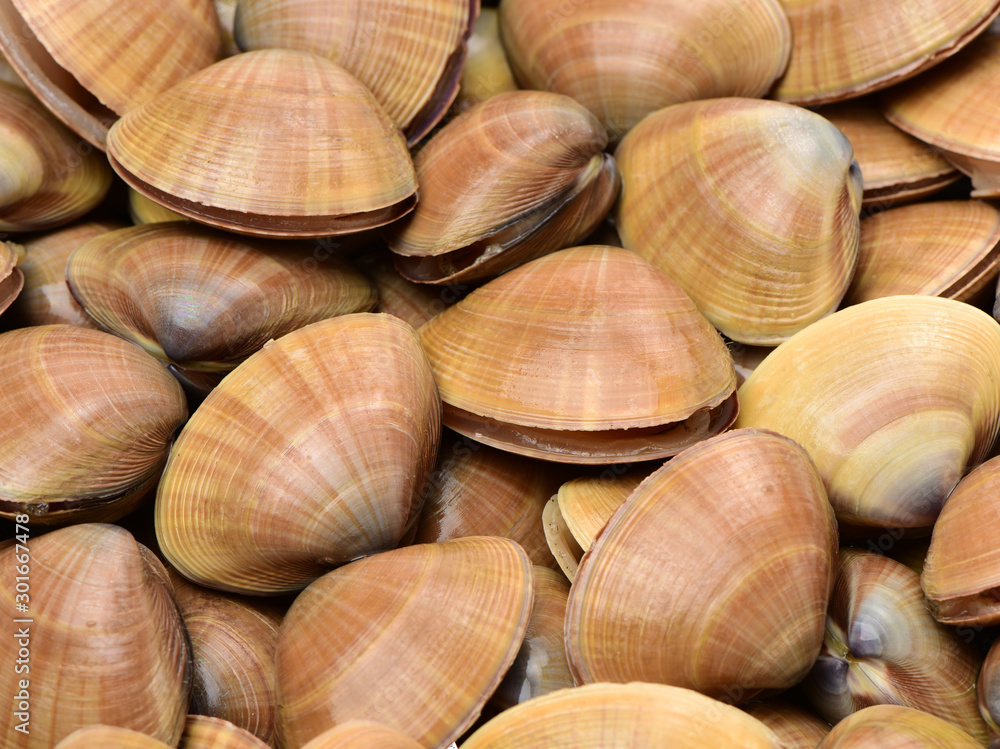 Stacked fresh raw clams background Stacked fresh raw clams background