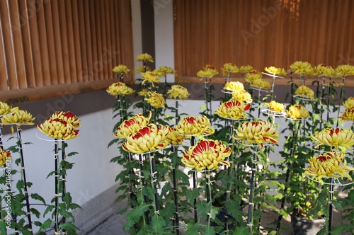 湯島天満宮に展示されている菊