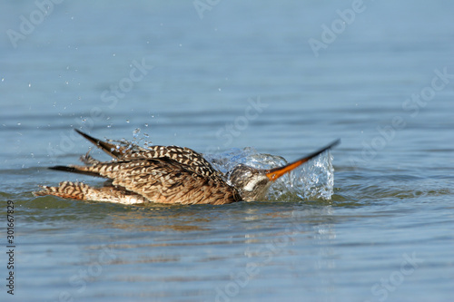 Marbled Godwit - Limosa fedoa - actively bathing in shallow water in Fort De Soto Park, Florida. photo