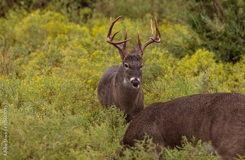 Spoiling For A Fight