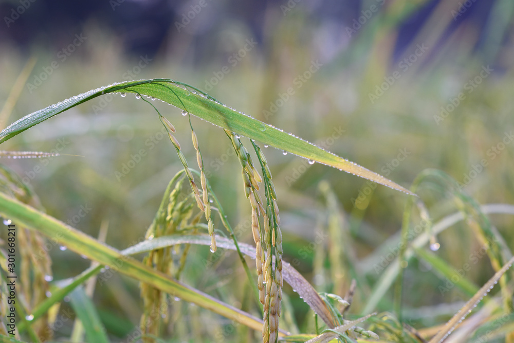 moment of early morning with drop over the plant in rice farm.