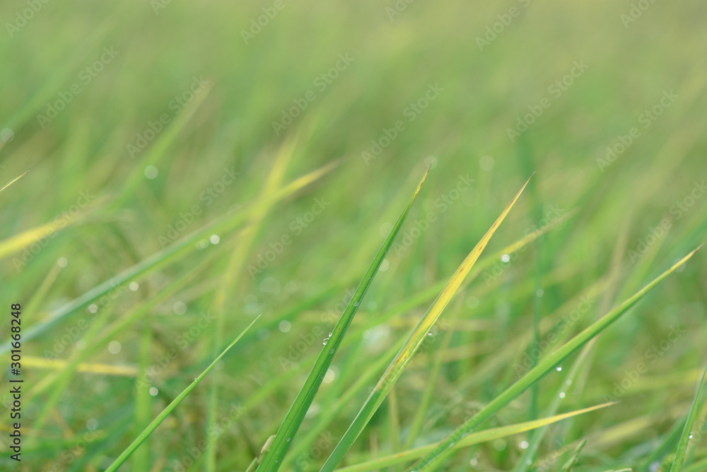 moment of early morning with drop over the plant in rice farm. moment of early morning with drop over the plant in rice farm.