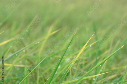 moment of early morning with drop over the plant in rice farm.