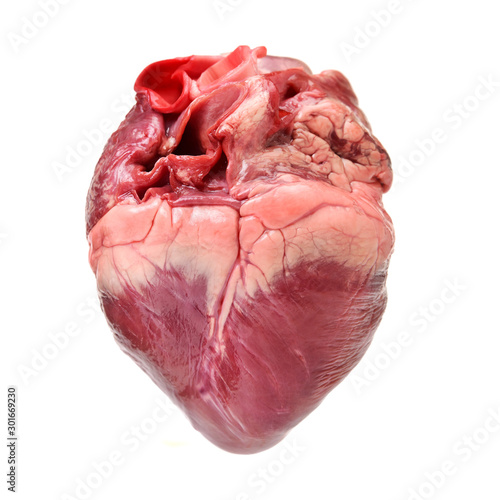 raw pig heart close-up isolated on white background photo