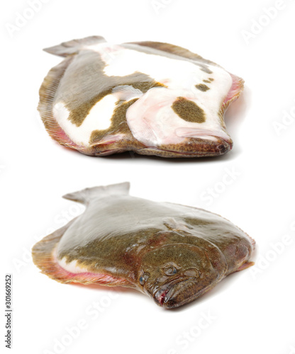 Psetta maxima (Turbot Fish) isolated on white background 