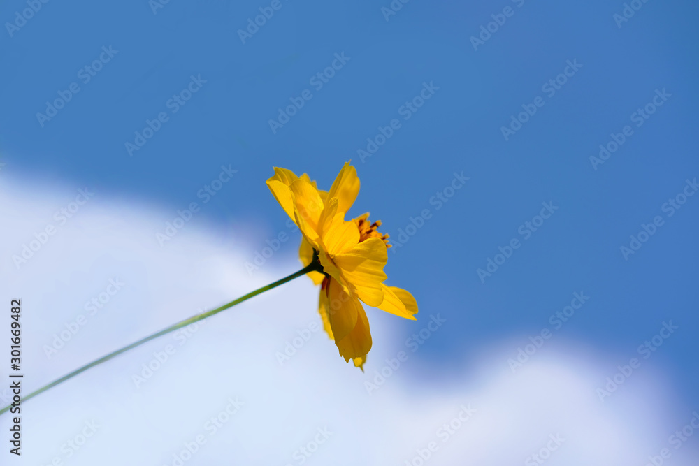 Obraz premium Low angle of garden cosmos flower with blue sky background