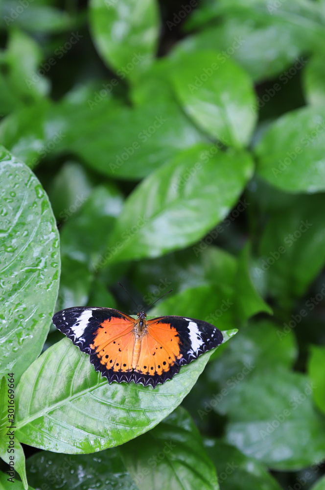 Closeup of colorful butterfly on green leaves in the garden. Vertical view. Closeup of colorful butterfly on green leaves in the garden. Vertical view.