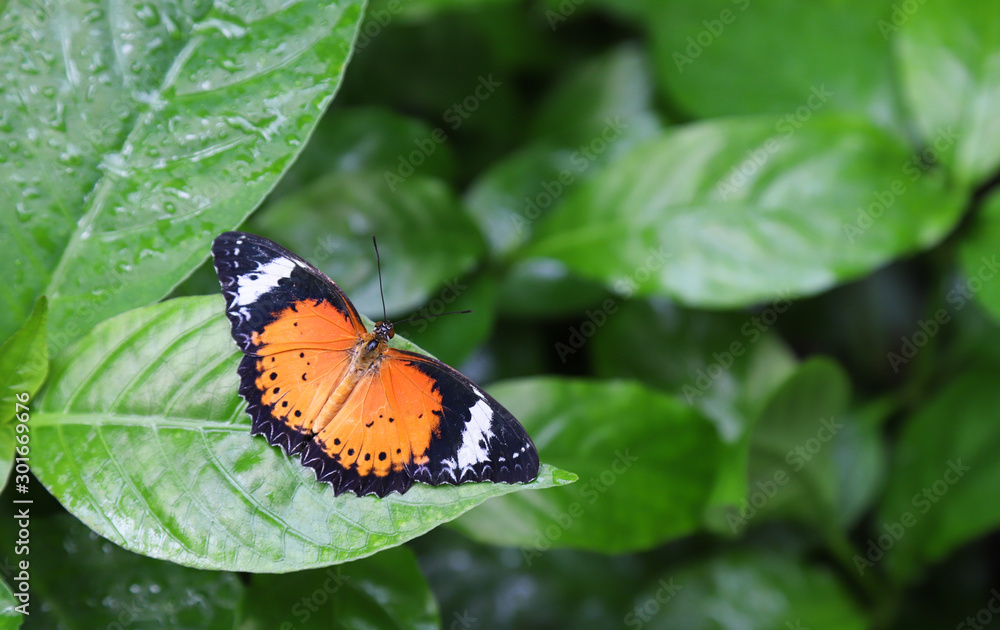 Closeup of colorful butterfly on green leaves in the garden in sunny day. Closeup of colorful butterfly on green leaves in the garden in sunny day.