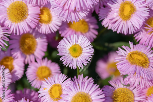 Chamomile in summer garden